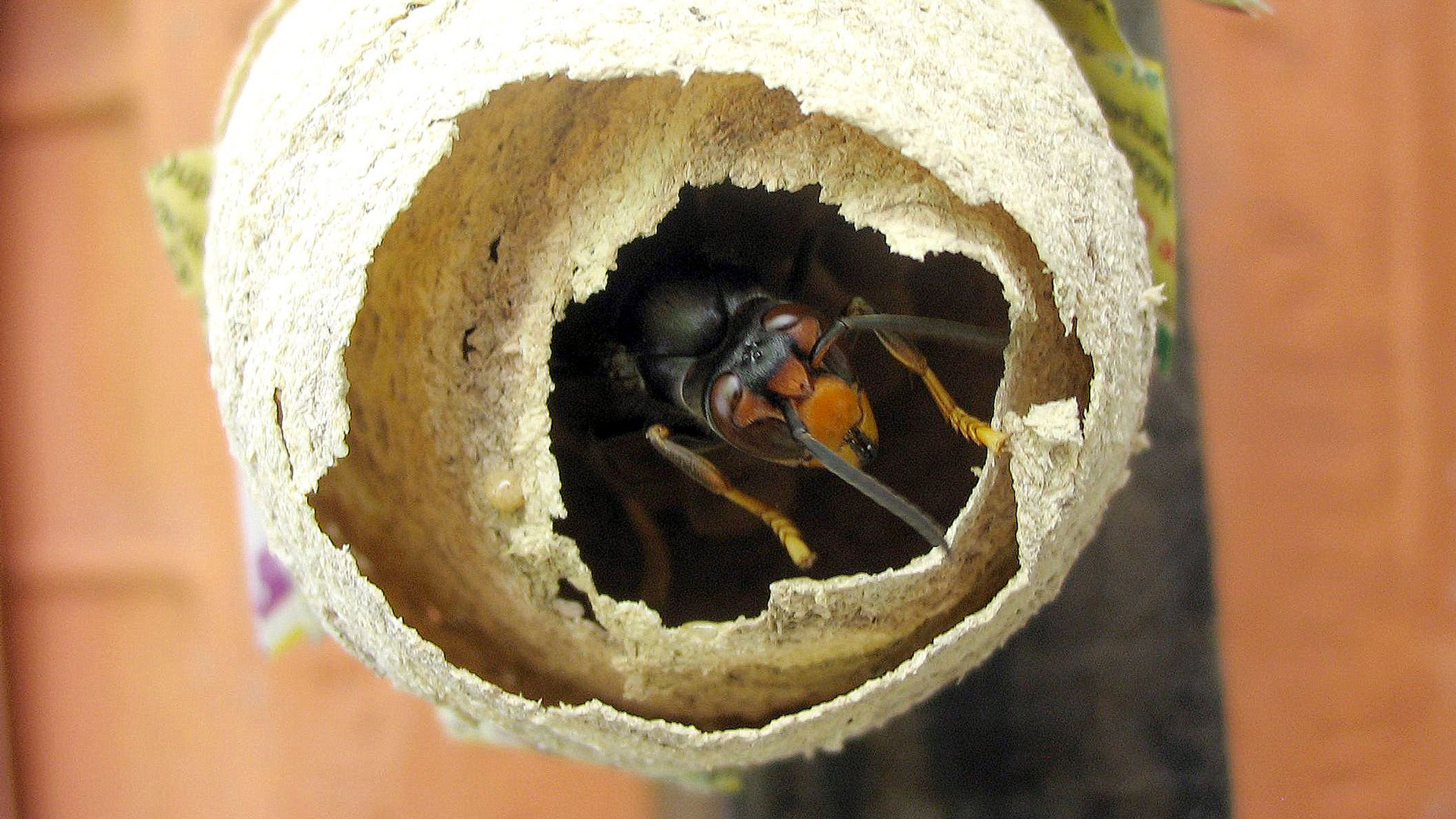Fondatrice finissant l'ébauche de son nid en fin de printemps.