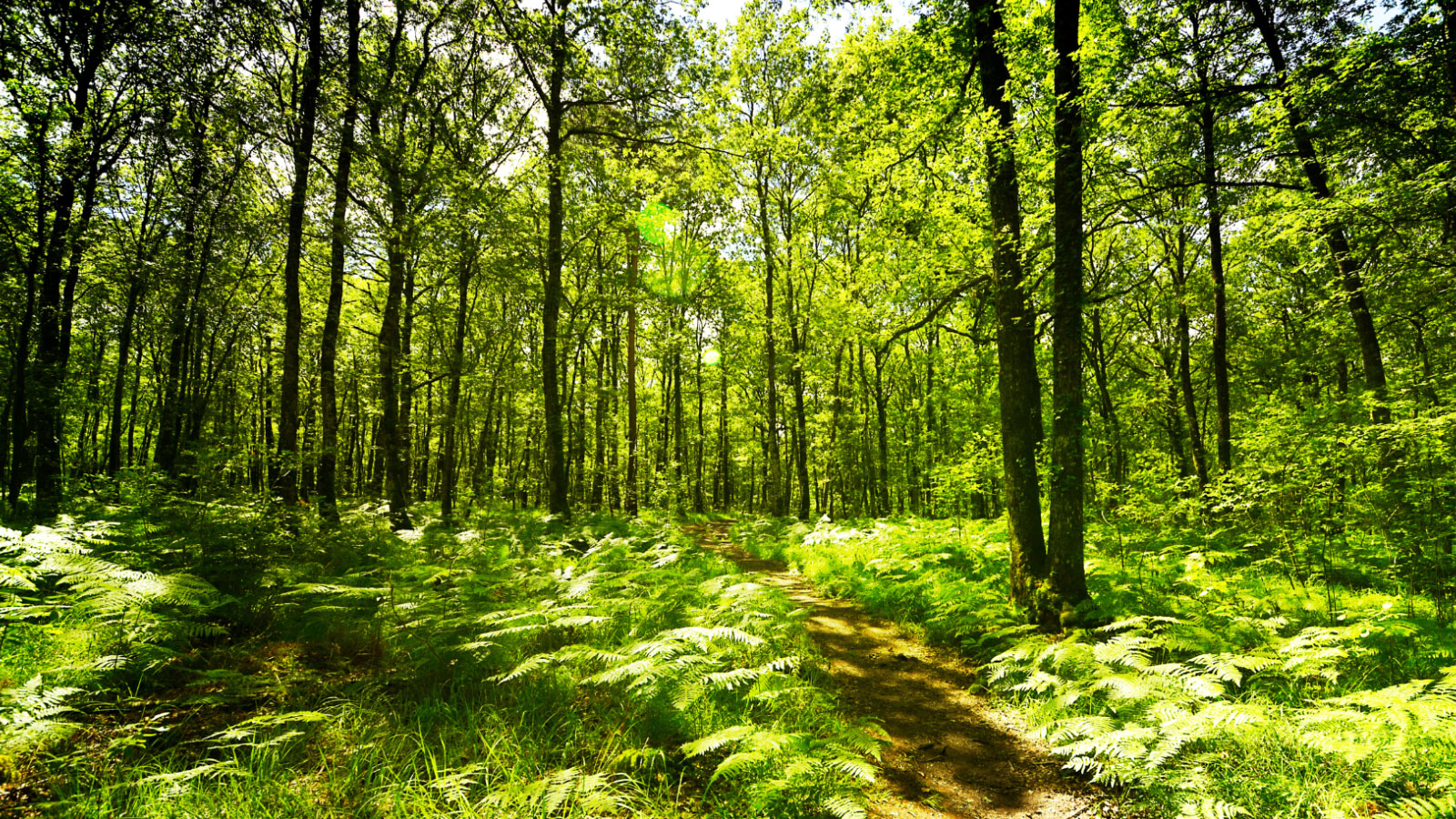 Fédération des Groupements de Défense contre les Organismes Nuisibles (FGDON)